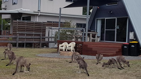 The A-Frame - Schoolies Week Accommodation 3