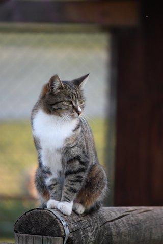 Aspens Springs Farmstay - Schoolies Week Accommodation 24