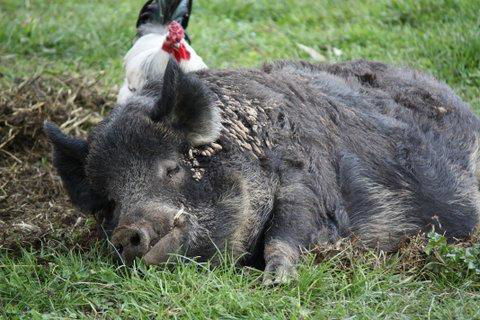 Aspens Springs Farmstay - Schoolies Week Accommodation 26