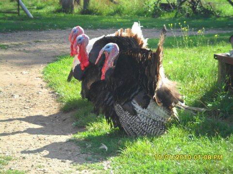 Aspens Springs Farmstay - Schoolies Week Accommodation 23