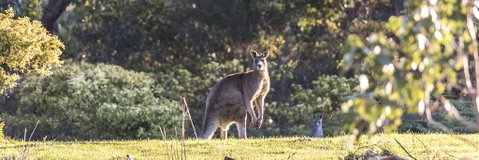 Alkina Lodge - Great Ocean Road - Schoolies Week Accommodation 3