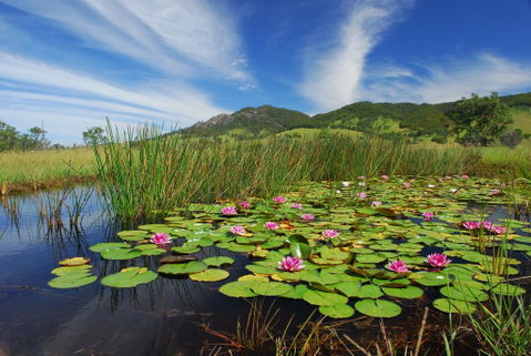 Barrington Hideaway- River Cottages - Schoolies Week Accommodation 0