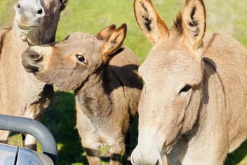 Sandalwood Downs Fabulous Farm Stay TOODYAY with Schoolies Week Accommodation