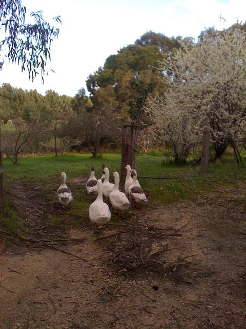 Bellbrae Harvest - Schoolies Week Accommodation 3