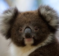 Bimbi Park - Camping Under Koalas - Schoolies Week Accommodation