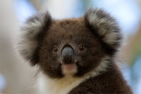 Book Cape Otway Accommodation Vacations Schoolies Week Accommodation Schoolies Week Accommodation