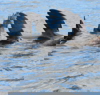 Twilight Sail Bruny Island - Schoolies Week Accommodation