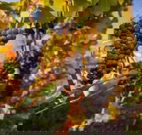 Full Day Tamar Valley Wine Tour - Schoolies Week Accommodation