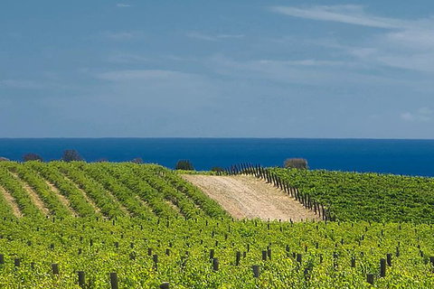 McLaren Vale Winery Small Group Tour With Wine Tasting And Lunch - Schoolies Week Accommodation 4
