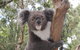 Private Blue Mountains Tour With Kangaroo And Koala Experience - thumb 2