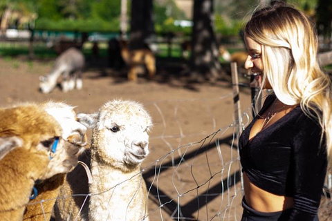 O'Reilly's & Lamington National Park Incl. Alpaca Farm + Vineyard - Schoolies Week Accommodation 3
