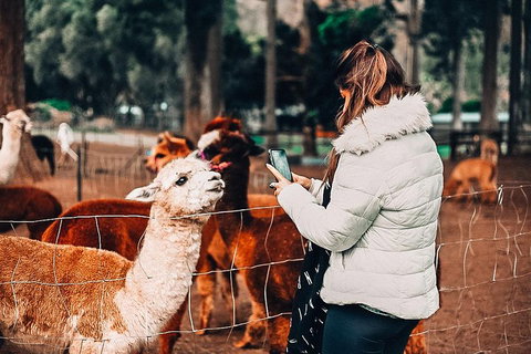 O'Reilly's & Lamington National Park Incl. Alpaca Farm + Vineyard - Schoolies Week Accommodation 5