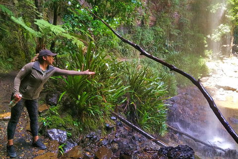Rainforest & Waterfalls Extravaganza - Schoolies Week Accommodation 4