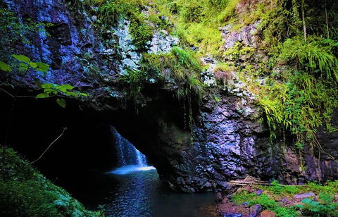 Rainforest & Waterfalls Extravaganza - Schoolies Week Accommodation 5