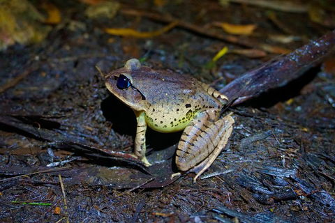 Glow Worms Private Tour - Nocturnal Rainforest Walk - Schoolies Week Accommodation 0