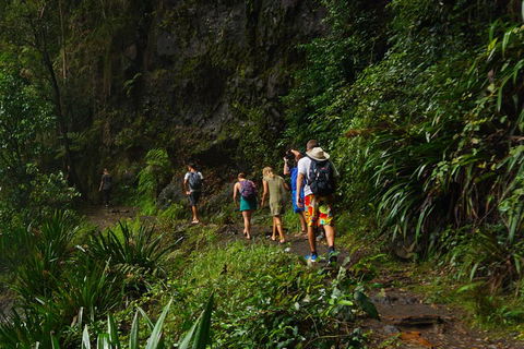 Glow Worms Private Tour - Nocturnal Rainforest Walk - Schoolies Week Accommodation 1