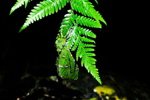 Glow Worms Private Tour - Nocturnal Rainforest Walk - Schoolies Week Accommodation 2