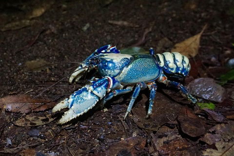 Glow Worms Private Tour - Nocturnal Rainforest Walk - Schoolies Week Accommodation 4