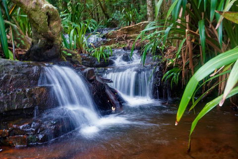 Glow Worms Private Tour - Nocturnal Rainforest Walk - Schoolies Week Accommodation 5