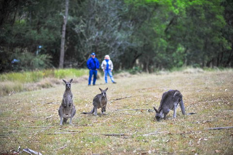 Private Blue Mountains And Winery Day-Trip From Sydney - Schoolies Week Accommodation 5