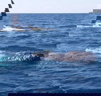 Noosa Whale Watching - Schoolies Week Accommodation