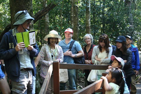 Natural Bridge Glow Worm Night Tour From Gold Coast - Schoolies Week Accommodation 4