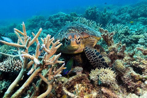 Great Barrier Reef Day Cruise From Cairns Including Snorkeling And Marine Biologist Presentation - Schoolies Week Accommodation 4