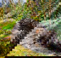 Cradle Mountain National Park Day Tour from Launceston - Schoolies Week Accommodation