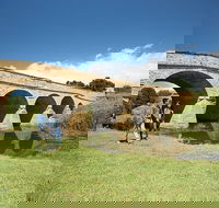 Bonorong Wildlife Park and Richmond Afternoon Tour from Hobart - Schoolies Week Accommodation