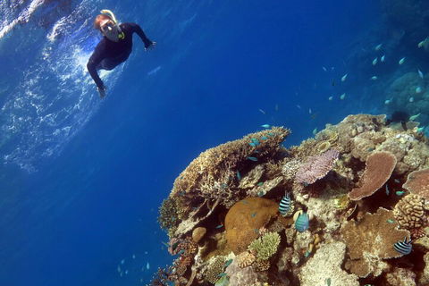 Silverswift Outer Great Barrier Reef Dive And Snorkel Cruise From Cairns - Schoolies Week Accommodation 3