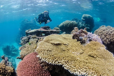Silverswift Outer Great Barrier Reef Dive And Snorkel Cruise From Cairns - Schoolies Week Accommodation 5