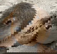 Kangaroo Island Scenic Trail Tour - Schoolies Week Accommodation