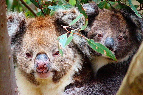 Small-Group Buggy Tour At Little Sahara With Guide - Schoolies Week Accommodation 5
