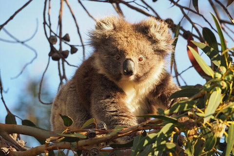 2-Hour Koala Walking Tour In Kangaroo Island - Schoolies Week Accommodation 0
