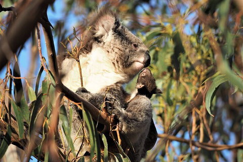 2-Hour Koala Walking Tour In Kangaroo Island - Schoolies Week Accommodation 1