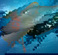 Great Barrier Reef Snorkeling and Diving Cruise from Cairns - Schoolies Week Accommodation