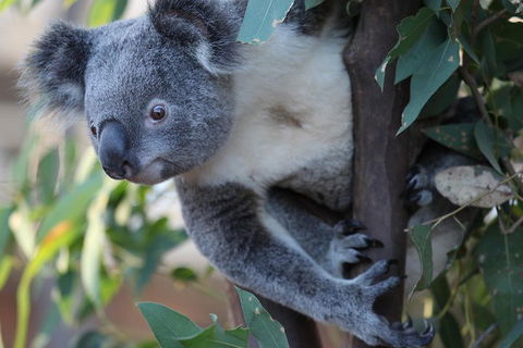 Sydney Attractions Pass: SEA LIFE Aquarium, Sydney Tower Eye, WILD LIFE Zoo And Madame Tussauds - Schoolies Week Accommodation 2