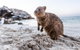 Fremantle To Rottnest Island Roundtrip Ferry Ticket - thumb 1