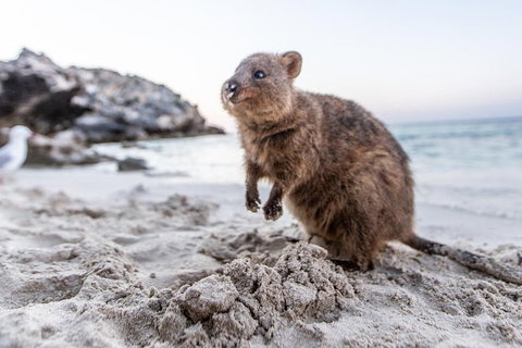 Fremantle To Rottnest Island Roundtrip Ferry Ticket - Schoolies Week Accommodation 1