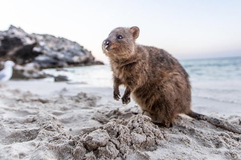 Rottnest Island All-Inclusive Grand Island Tour From Fremantle - Schoolies Week Accommodation 2