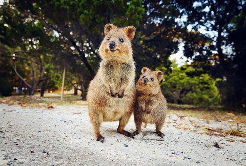Rottnest Island All-Inclusive Grand Island Tour From Fremantle - Schoolies Week Accommodation 5