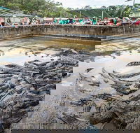 Hartley's Crocodile Adventures Day Trip from Palm Cove - Schoolies Week Accommodation