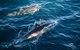 Sydney Whale-Watching Cruise - thumb 0