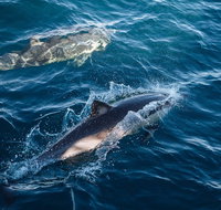 Sydney Whale-Watching Cruise - Schoolies Week Accommodation