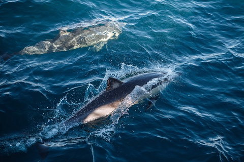 Sydney Whale-Watching Cruise - Schoolies Week Accommodation 0