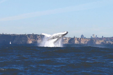 Sydney Whale-Watching Cruise - Schoolies Week Accommodation 3