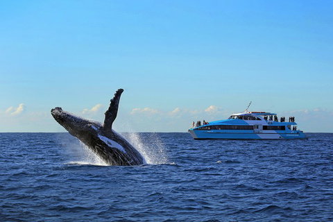Sydney Whale-Watching Cruise - Schoolies Week Accommodation 5