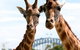 Sydney Harbour Ferry With Taronga Zoo Entry Ticket - thumb 1