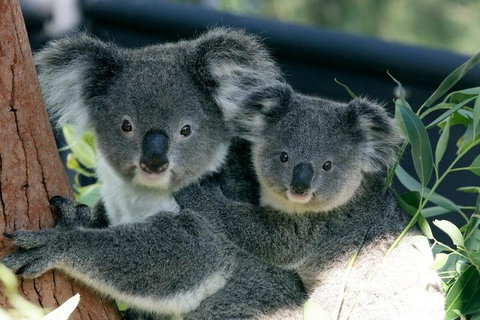 Sydney Harbour Ferry With Taronga Zoo Entry Ticket - Schoolies Week Accommodation 3