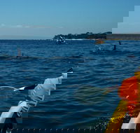 Mornington Peninsula Kayak Coastline Tour of Dolphin Sanctuary - Schoolies Week Accommodation